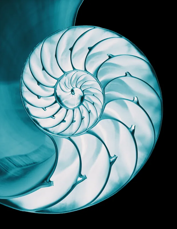 Nautilus, cross-section