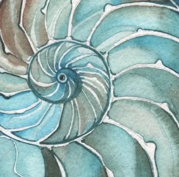 Nautilus, watercolour